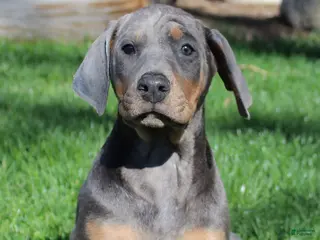 Doberman Pinscher dogs for sale: Rodney - Ad 1