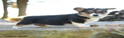 Welsh Corgi Pembroke dogs for sale: Hatty - Ad 3