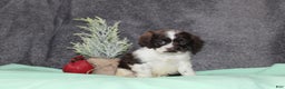 Cocker Spaniel dogs for sale: Silver - Ad 4