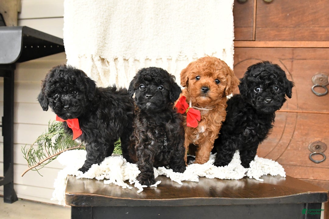 Toy Poodle dogs for sale: Blackie - Ad 5