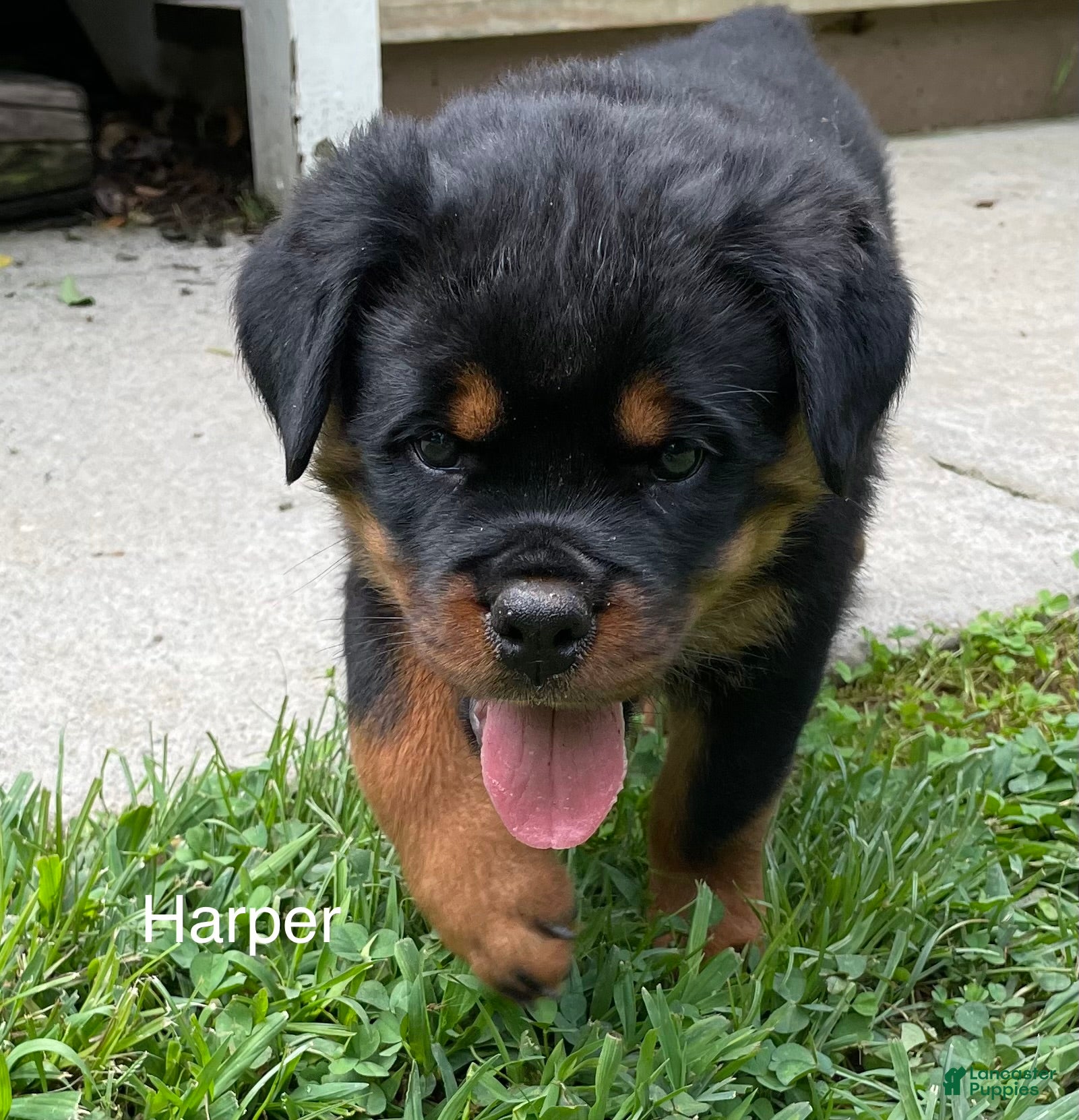 Rottweiler dogs Harper - Ad 1