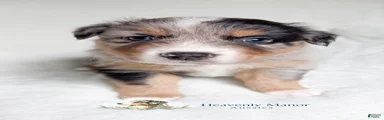 Scout - Male