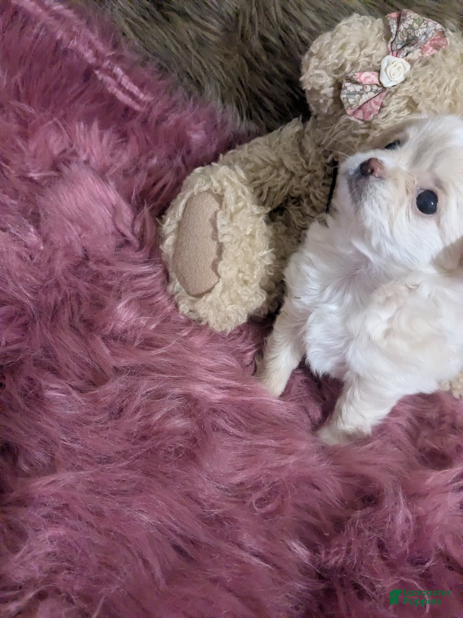 Chihuahua dogs Pearl Apple Head Long Coat Female   - Ad 8