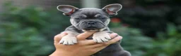French Bulldog dogs for sale: Edison - Ad 3