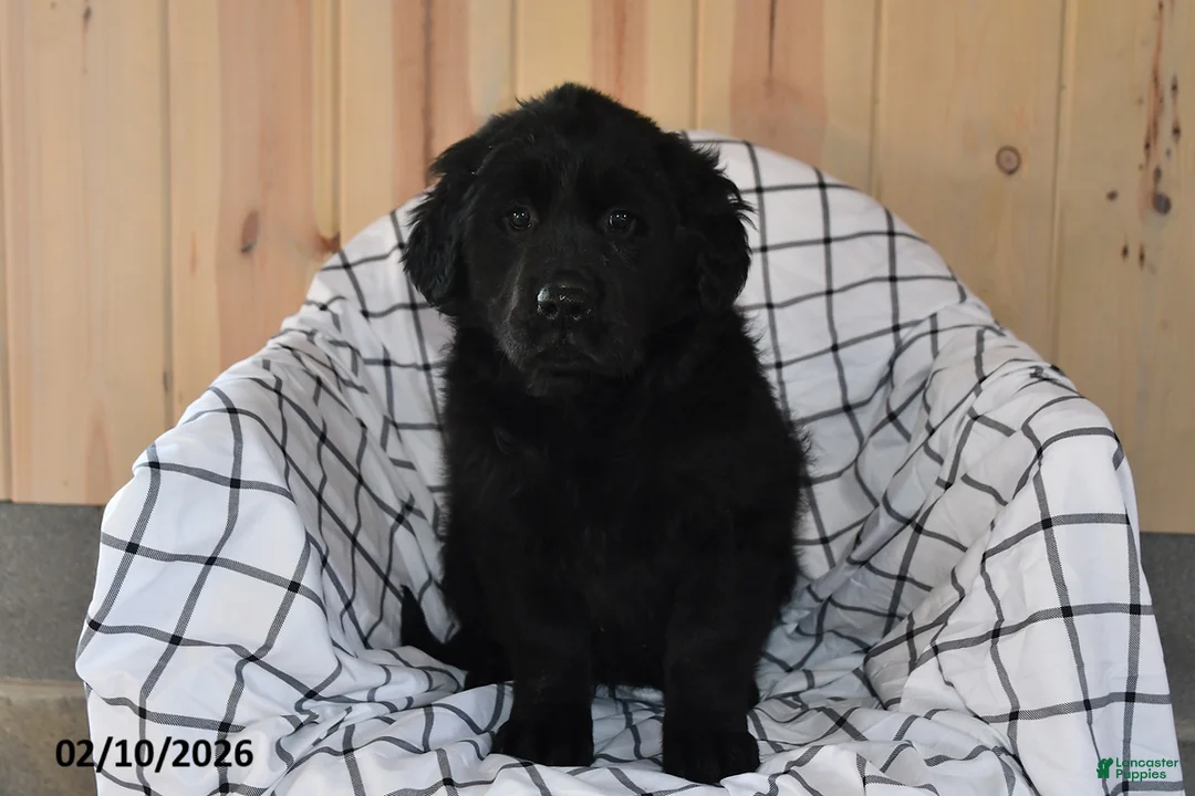 Mixed Breed dogs for sale: Cami - Ad 3