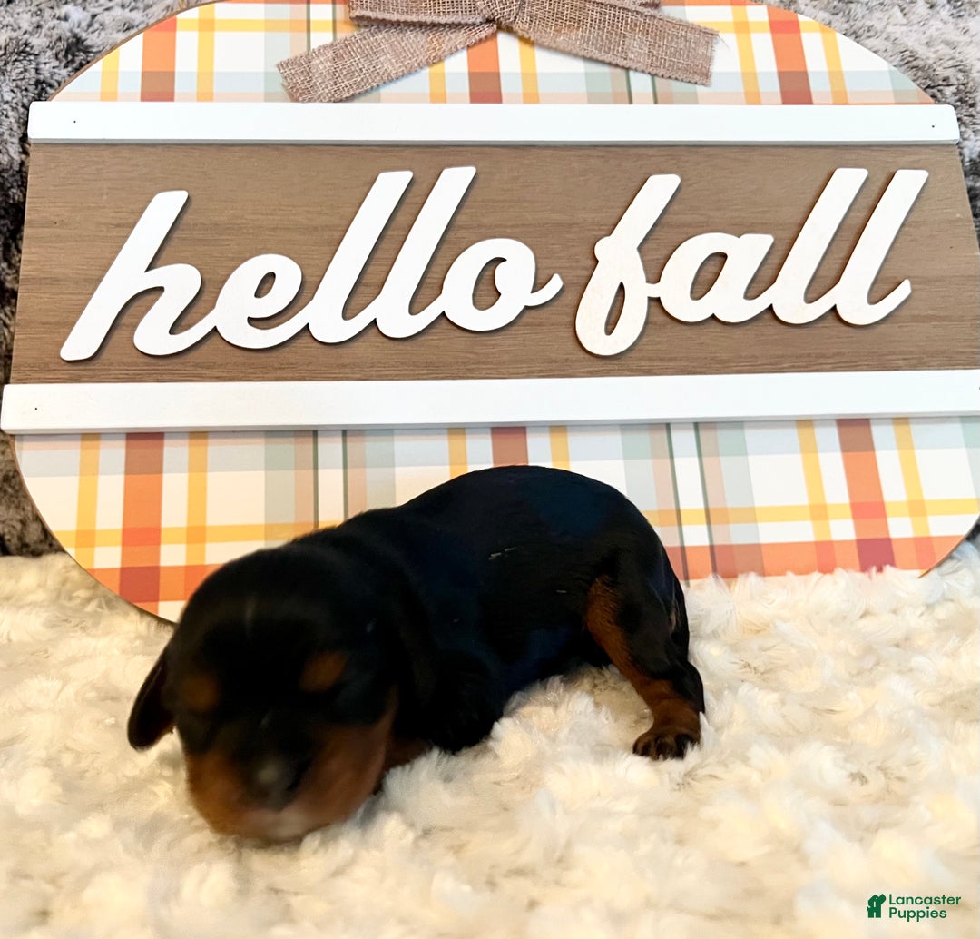 Cavalier King Charles Spaniel dogs for sale: Cavalier King Charles Spaniel Puppy 2- Dasher - Ad 7