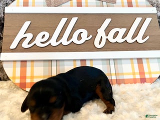 Cavalier King Charles Spaniel dogs - Ad 17