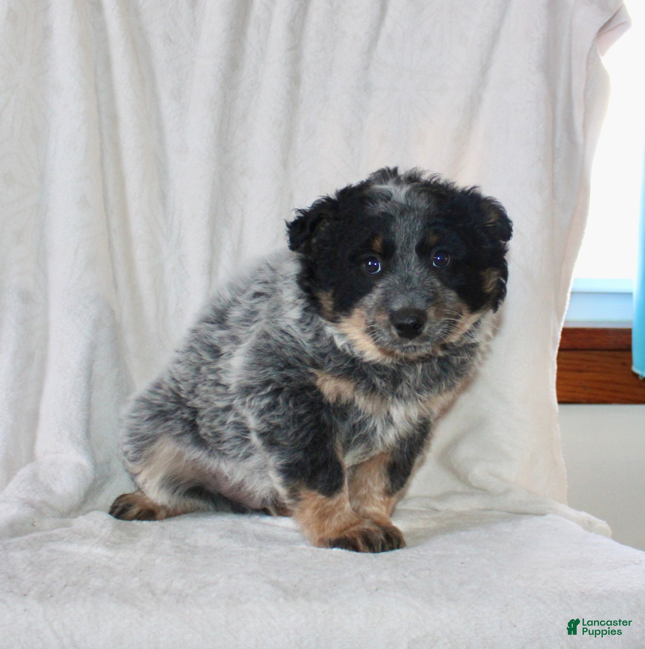Australian Cattle Dog dogs Mack  - Ad 1