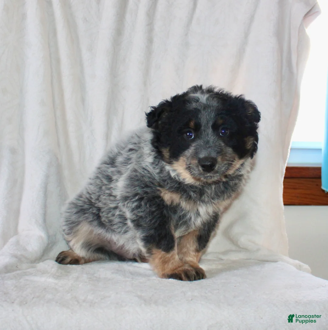 Australian Cattle Dog dogs for sale: Mack  - Ad 1