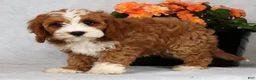 Cavapoo dogs for sale: Eddie - Ad 3