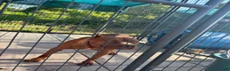 American Pit Bull Terrier dogs for sale: American Pit Bull Terrier 6 - Ad 8