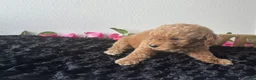 Mini Goldendoodle dogs for sale: Brody - Ad 7