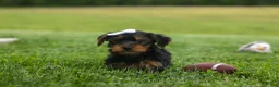 Yorkshire Terrier dogs for sale:  Bowie 🐶✨ - Ad 18