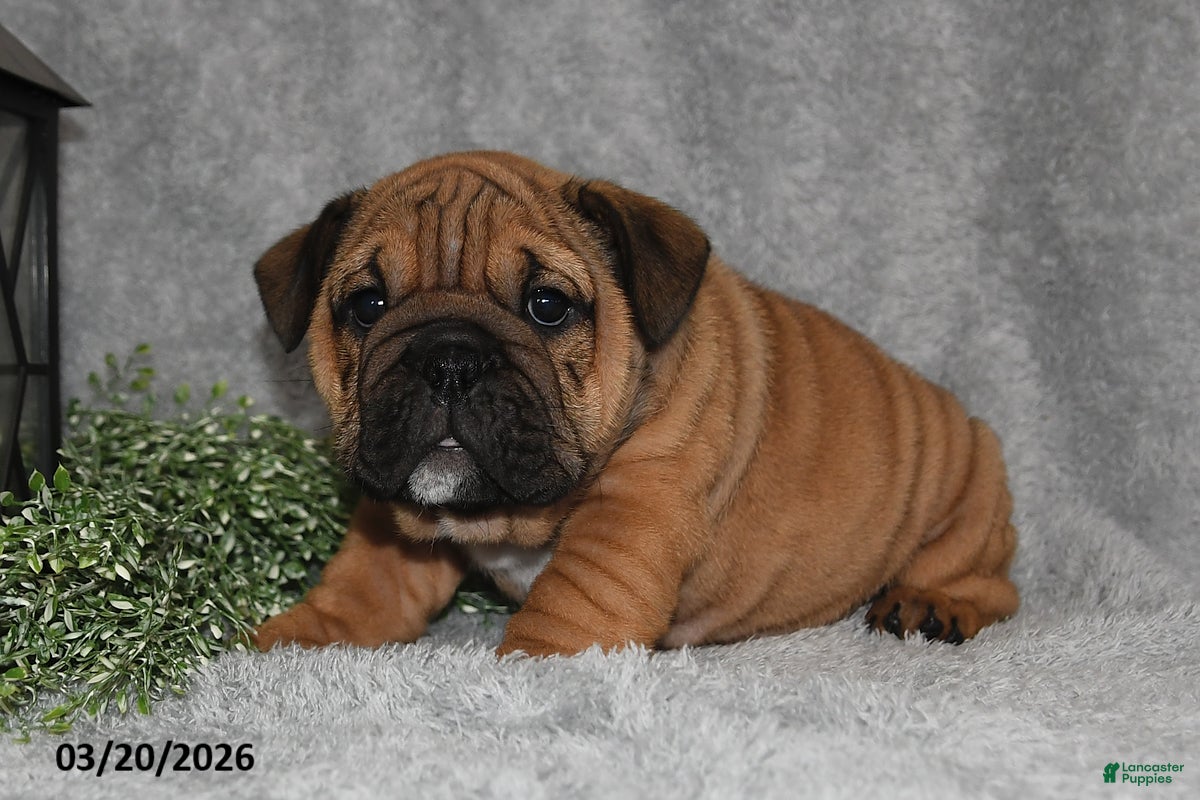 English Bulldog dogs Zoey - Ad 2