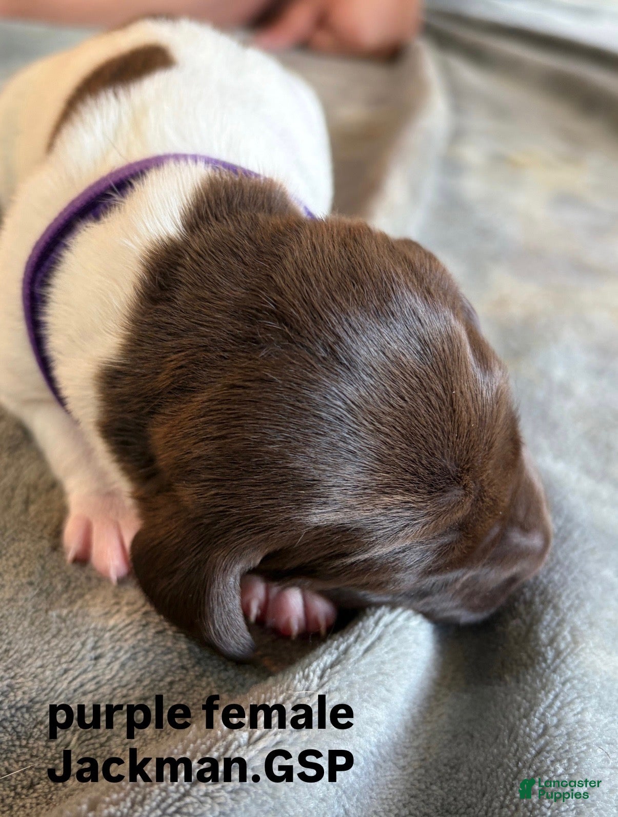 German Shorthaired Pointer dogs Purple Female - Ad 1