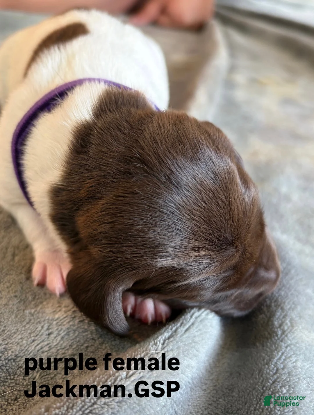 German Shorthaired Pointer dogs for sale: Purple Female - Ad 1