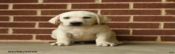 Labrador Retriever dogs for sale: Dunkin - Ad 3