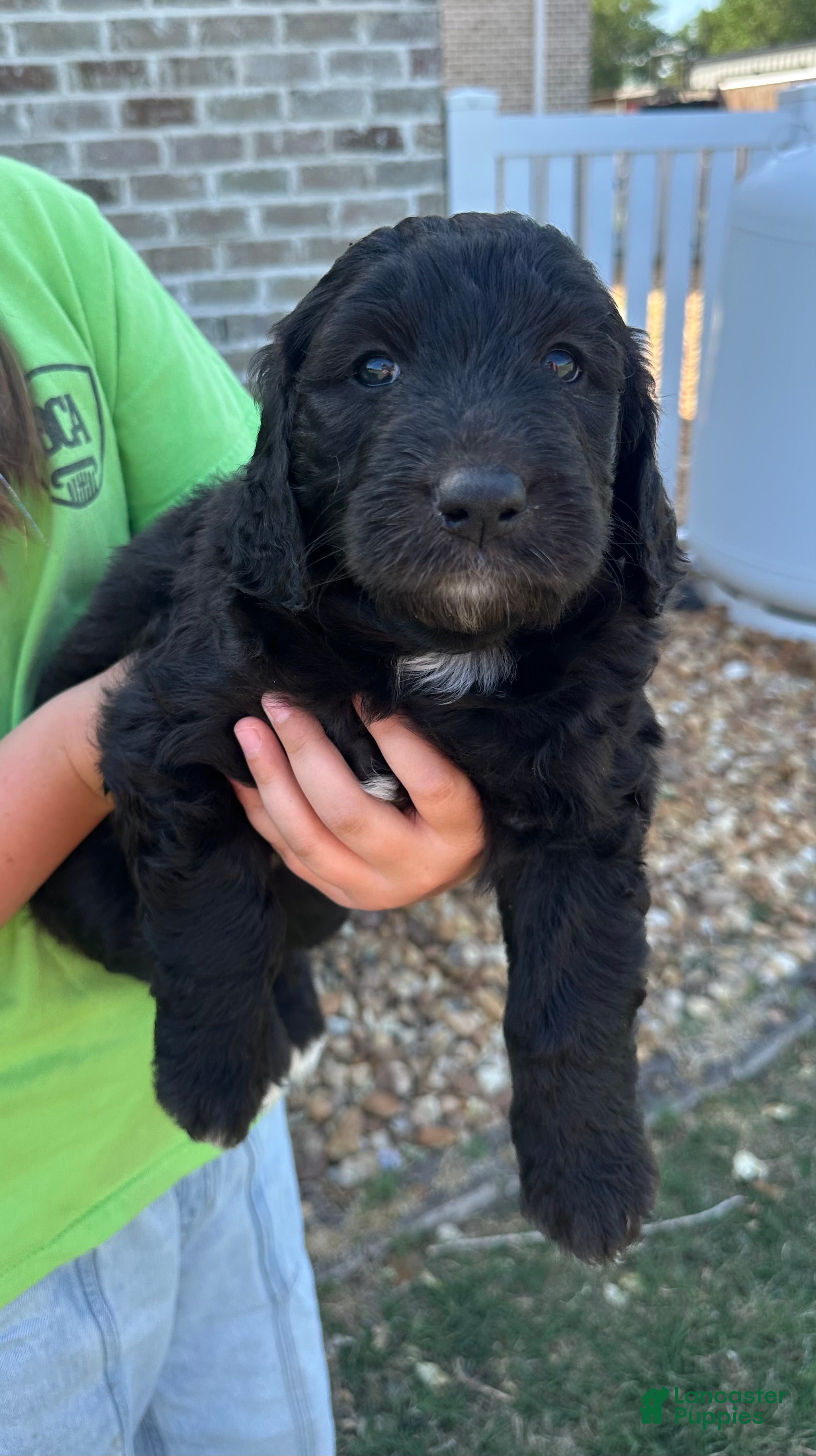 Aussiedoodle dogs Aussiedoodle Puppy 3 - Ad 30