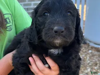 Aussiedoodle dogs Aussiedoodle Puppy 3 - Ad 30