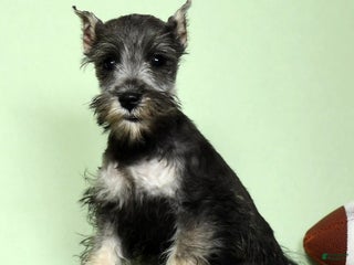 Miniature Schnauzer dogs - Ad 1