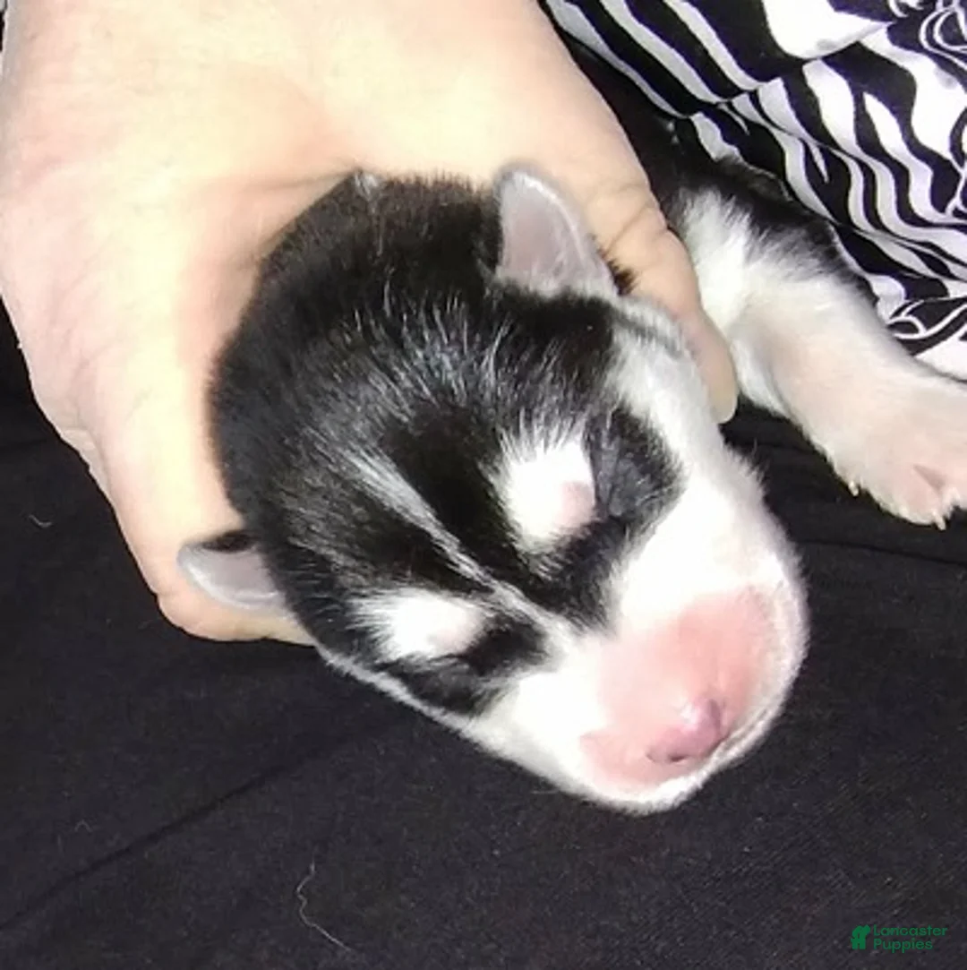 Siberian Husky dogs for sale: 5 Samwise - Ad 1