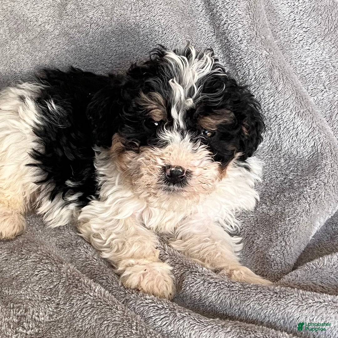 Bernedoodle dogs for sale: Jax - Ad 3