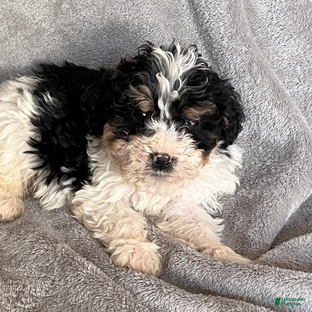 Bernedoodle dogs for sale: Jax updated pics - Ad 5