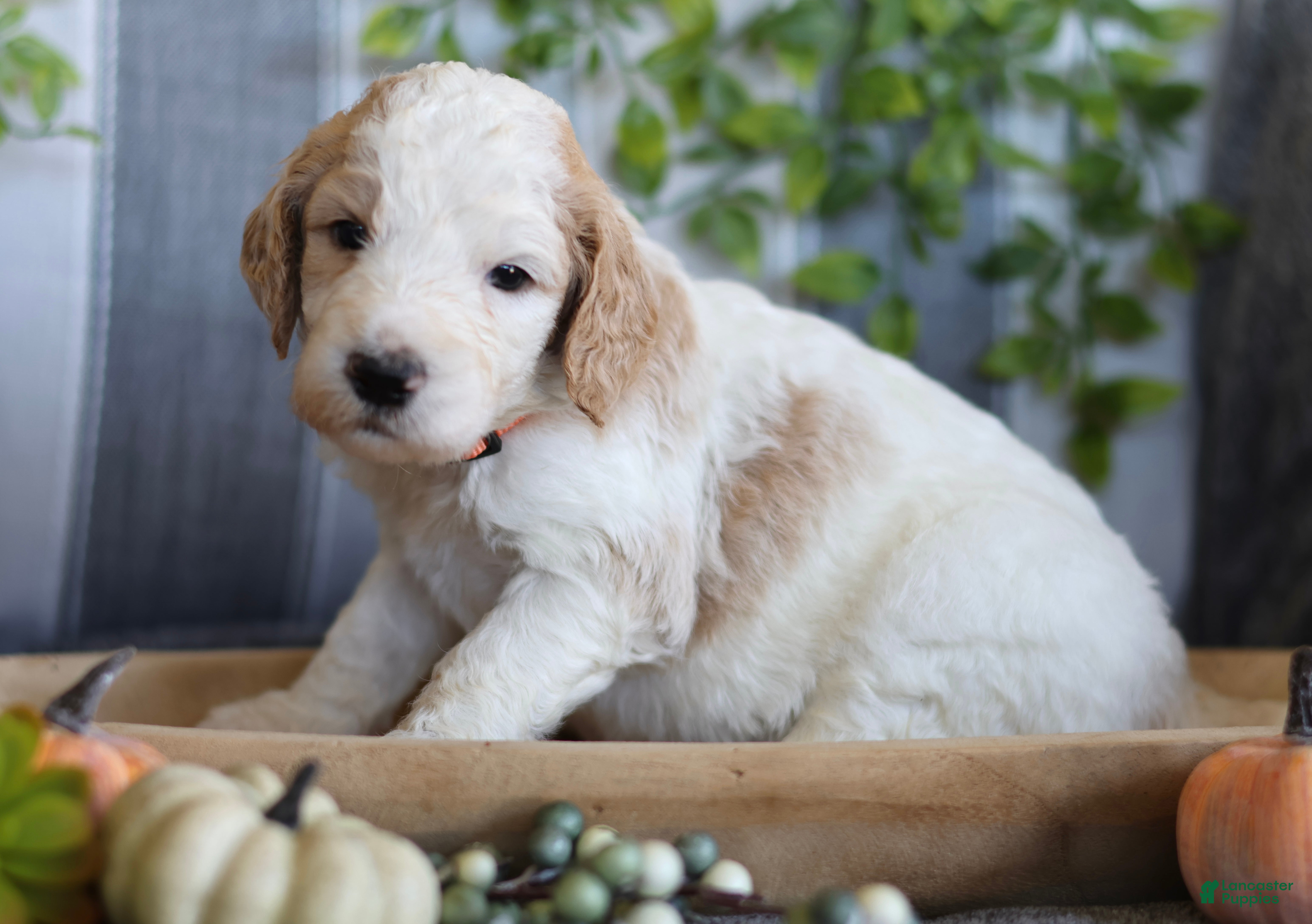 Goldendoodle dogs Mia - Ad 33