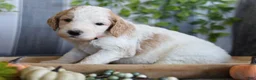 Goldendoodle dogs for sale: Mia - Ad 1