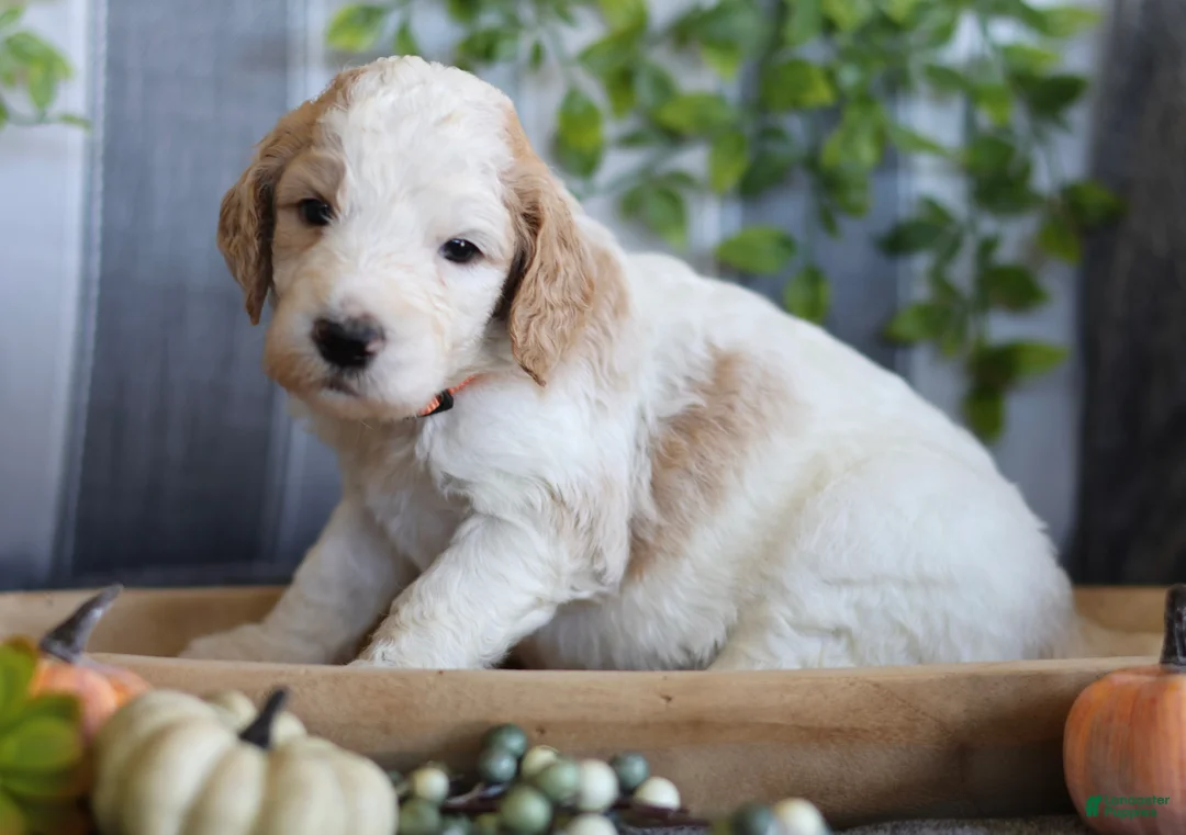 Goldendoodle dogs for sale: Mia - Ad 1