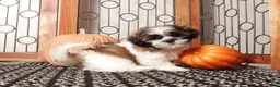 Shih Tzu dogs for sale: Cookie - Awesome Shih Tzu  - Ad 3