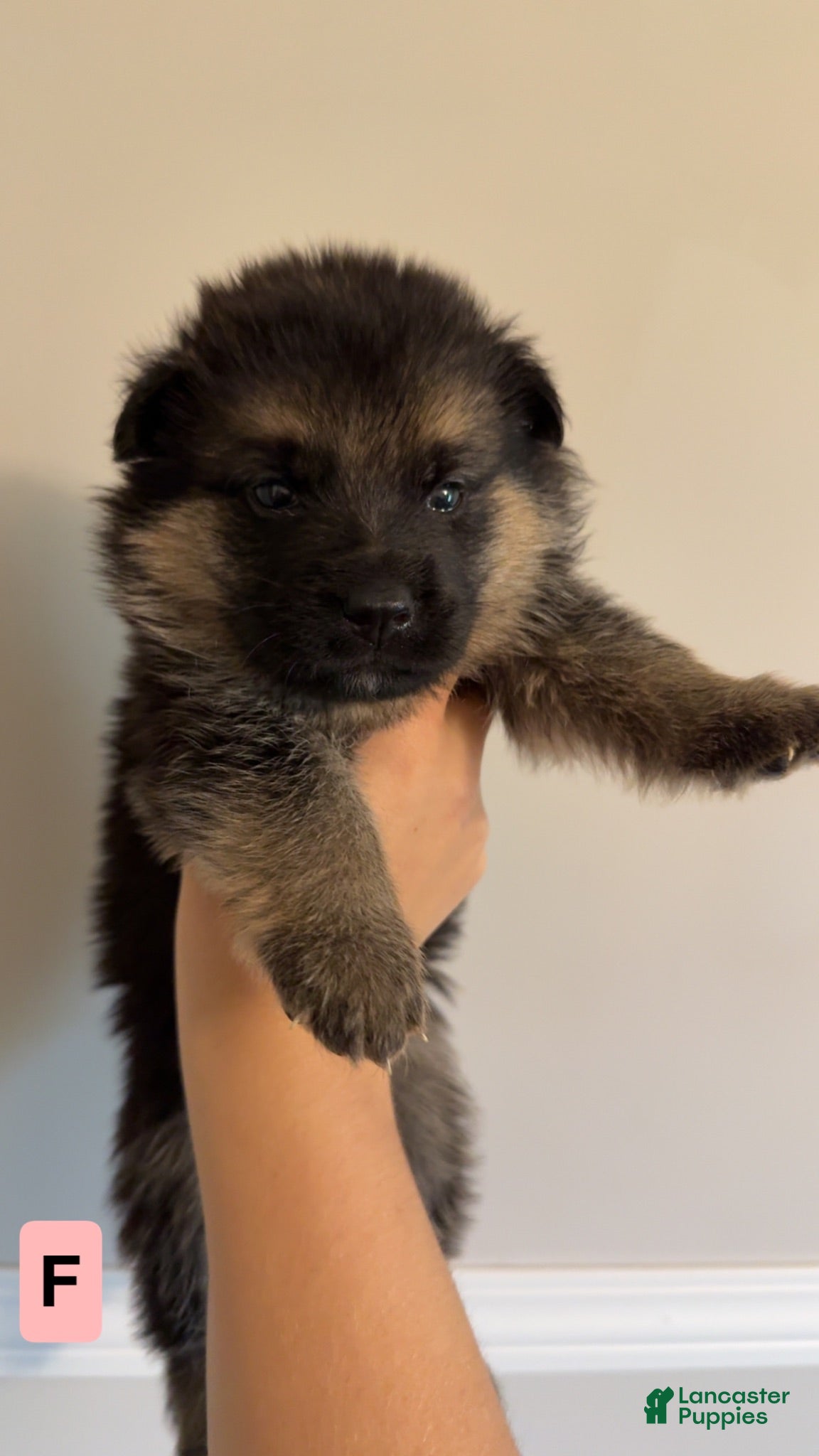 German Shepherd dogs 8 German Shepherd Puppies!  - Ad 1