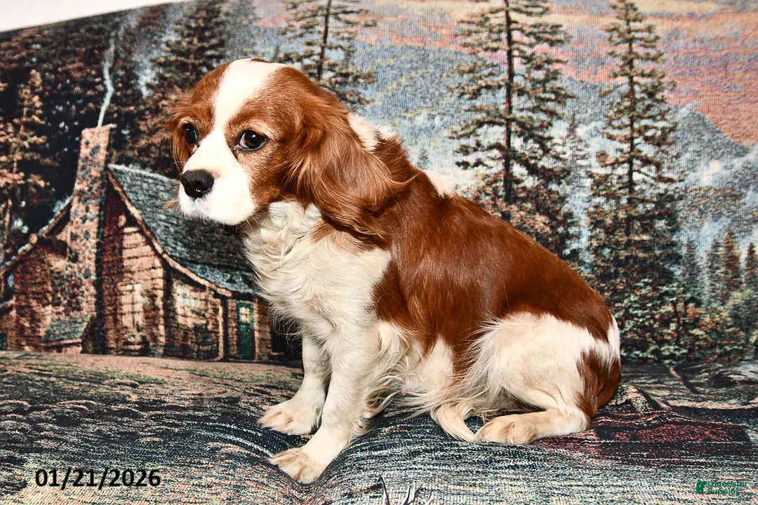 Cavalier King Charles Spaniel dogs for sale: Rocky - Ad 4