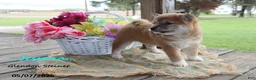 Shiba Inu dogs for sale: Jessena - Ad 5