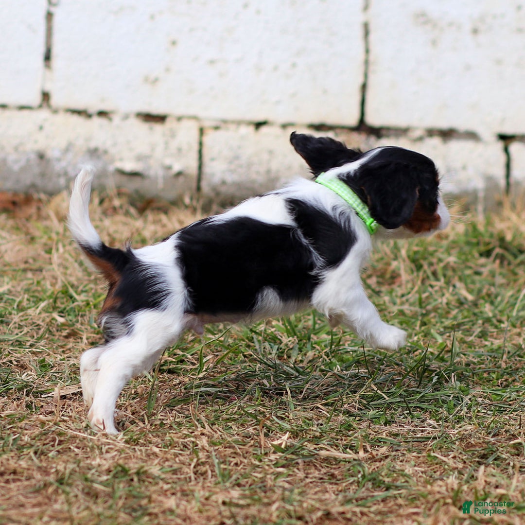 Cavalier King Charles Spaniel dogs for sale: Azriel - Ad 3