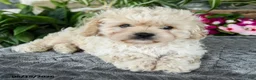 Cavapoo dogs for sale: Tanner - Ad 4