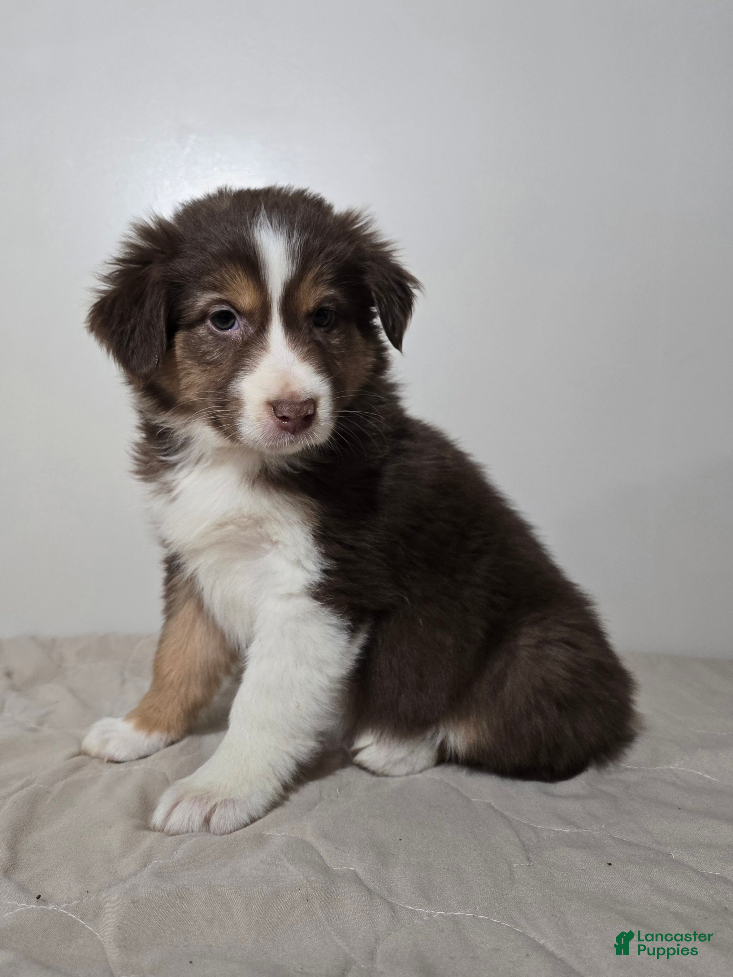 Australian Shepherd dogs Spice - Ad 22