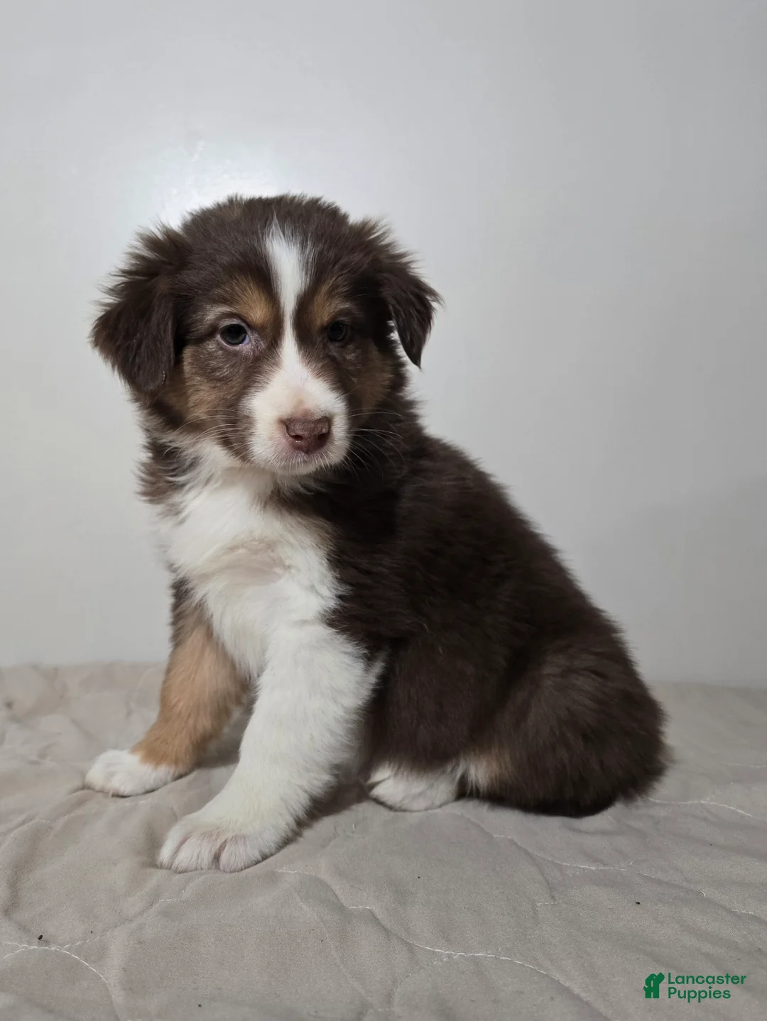 Australian Shepherd dogs for sale: Spice - Ad 1