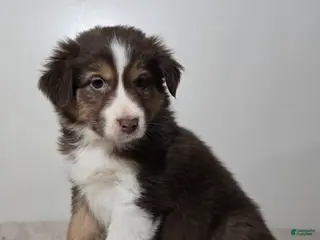 Australian Shepherd dogs Spice - Ad 22
