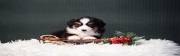 Miniature Australian Shepherd dogs for sale: Bailey - Ad 6