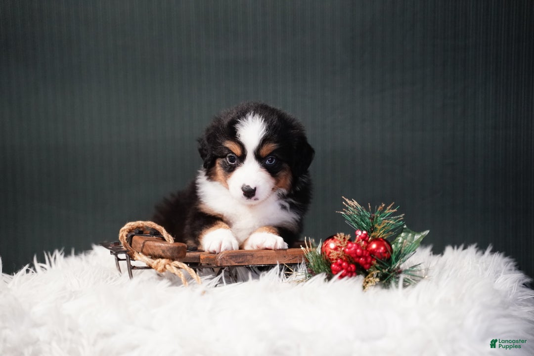 Miniature Australian Shepherd dogs for sale: Bailey - Ad 6