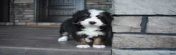 Mini Bernedoodle dogs for sale: Chip - Ad 3