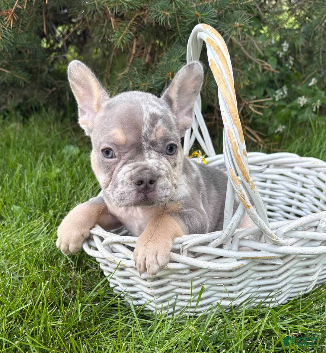 French Bulldog dogs for sale: Barbie - Ad 5