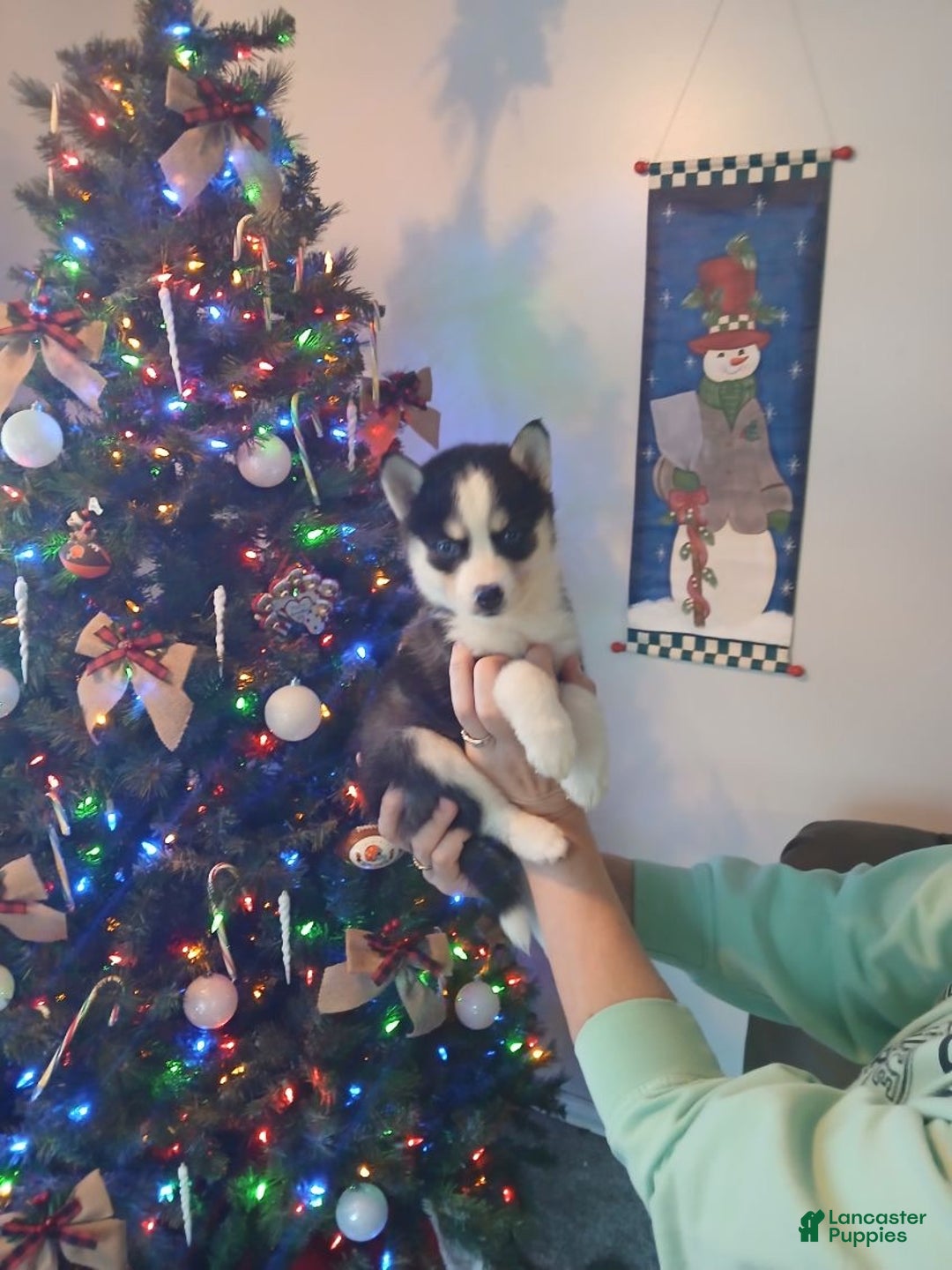 Pomsky dogs for sale: Pomsky Puppy 4 - Ad 2