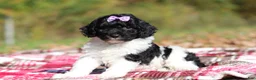 Miniature Poodle dogs for sale: Josie (AKC) - Ad 4