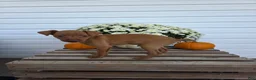 Miniature Pinscher dogs for sale: Luca - Ad 3