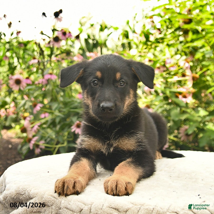 German Shepherd dogs for sale: Laser - Ad 3