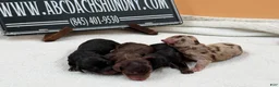 Miniature Dachshund dogs for sale: AKC Russian choc dapple super Bright - Ad 2