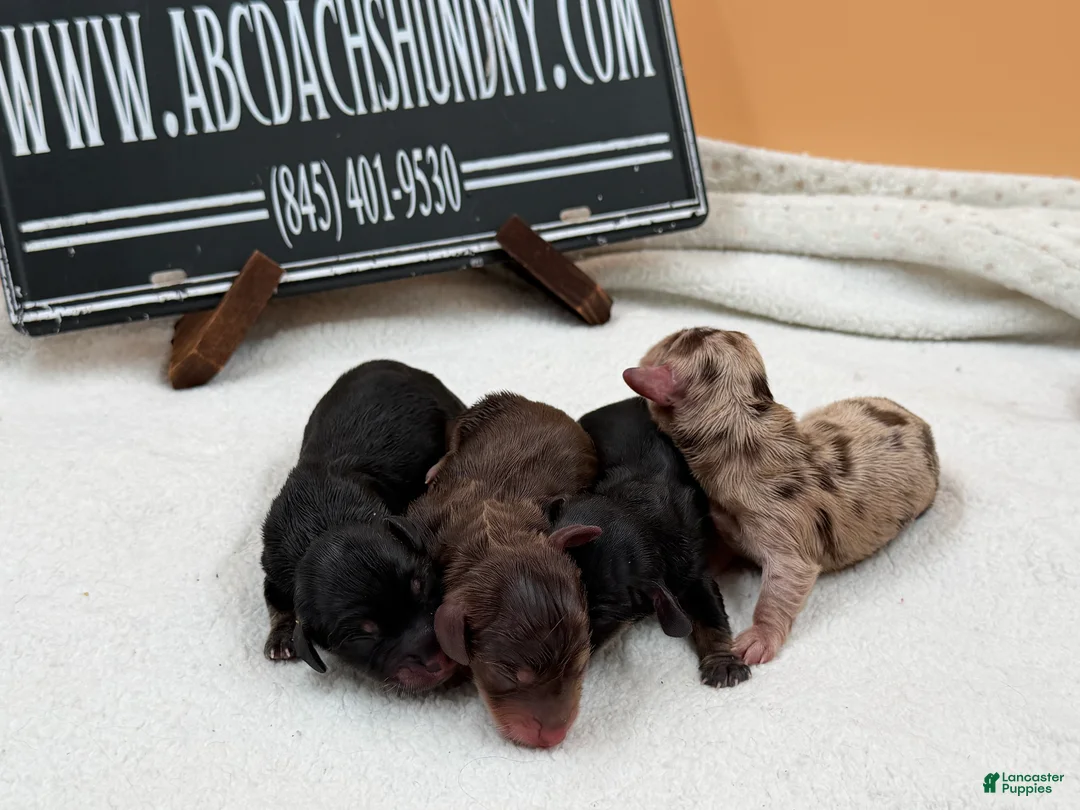 Miniature Dachshund dogs for sale: AKC Russian choc dapple super Bright - Ad 2