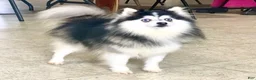 Pomsky dogs for sale: Scout - Ad 15